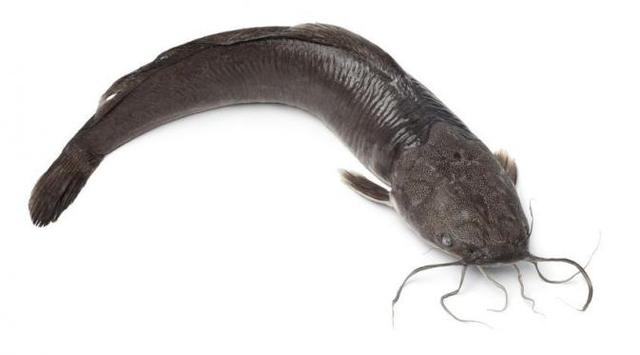 Lele Mengandung 3.000 Sel Kanker,  Hoaks atau Fakta?