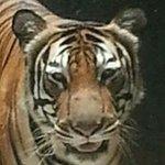 Lùng'ss Mã's Tử's