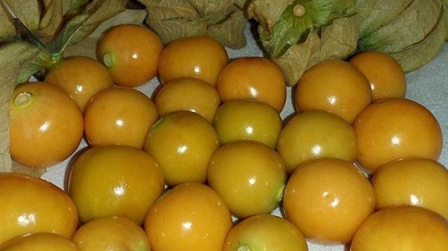 Buah Ciplukan