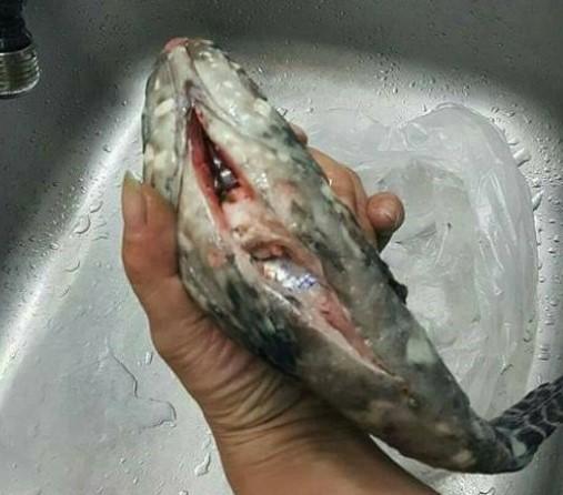 Dimarahi Keluarga Karena Beli Ikan Kecil yang Mahal, Pria Ini Terkejut