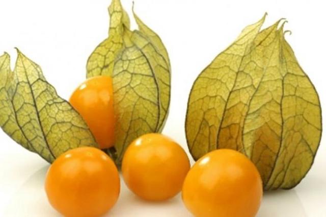 Buah Ciplukan