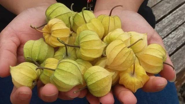 Buah Ciplukan