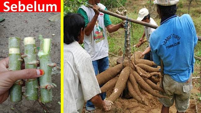 Trik Penanaman Singkong Supaya Berbuah Banyak Youtube