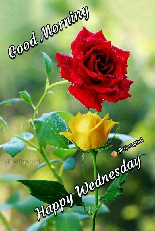 Image result for happy wednesday good morning friends