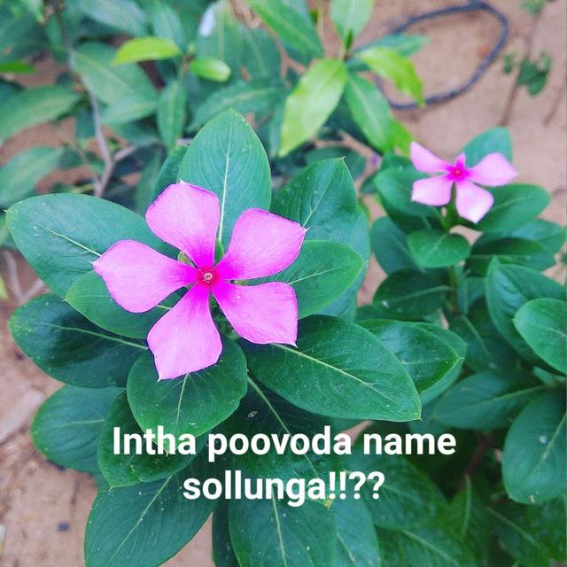 Flowers Names And Images In Tamil Best Flower Site