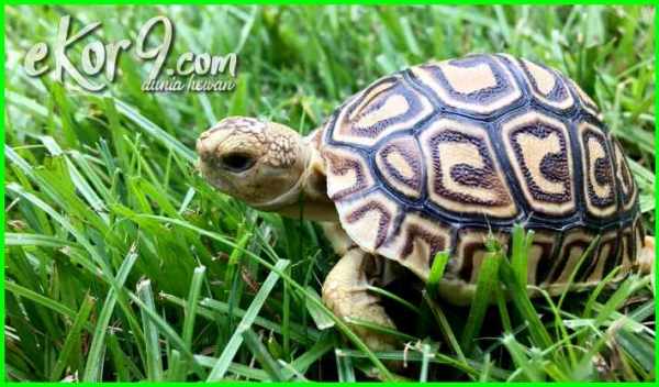 84 Koleksi Gambar Hewan Peliharaan Dan Makanan Nya Terbaik